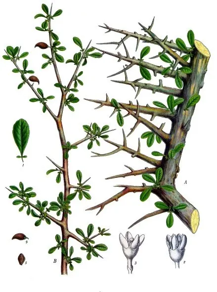 Commiphora molmol
