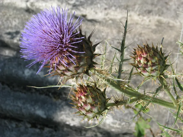 Cynara cardunculus