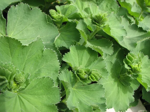 Alchemilla